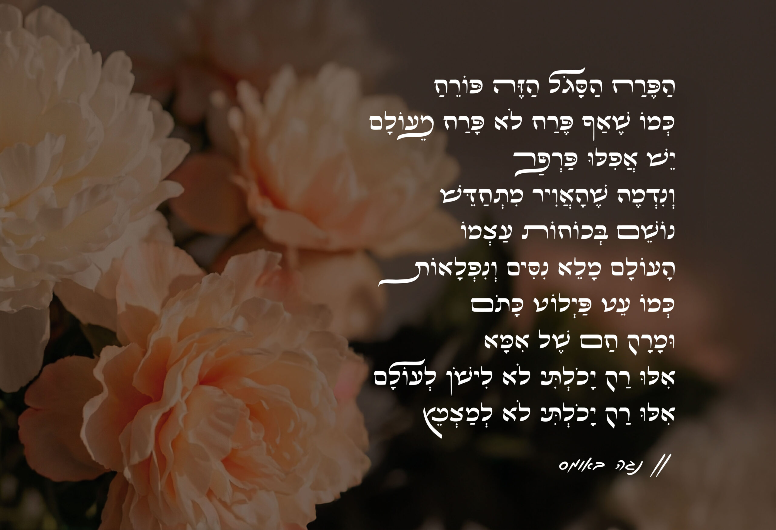 אתר קאבר אביגיל-11